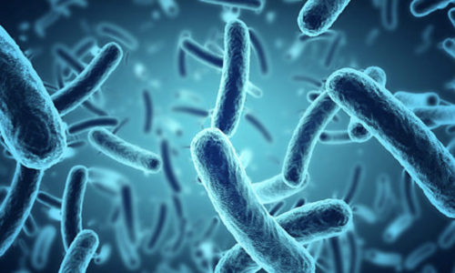 Bacterial Culture Media